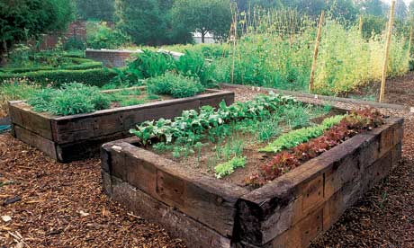 veggie garden in north island