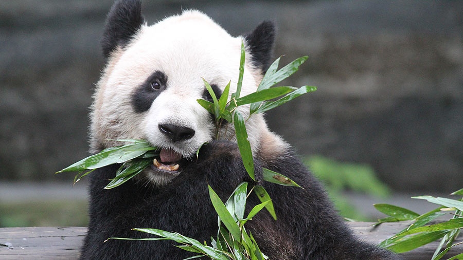 toronto zoo